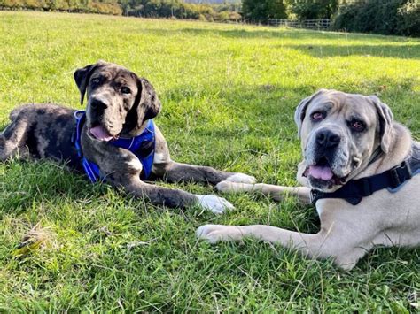 rspca east grinstead|Animal Shelter & Rehoming Charity .